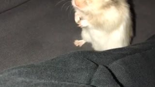 Hamster looking at camera on couch