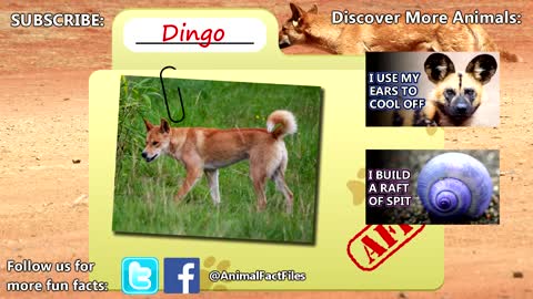 Dingo facts: is a dingo a dog? | Animal Fact Files