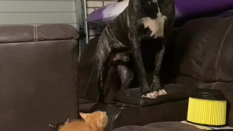 Huge dog scared of concerned kittens