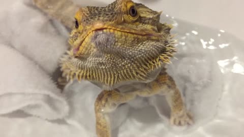Pampered Lizard Enjoys Snacks During His Bath