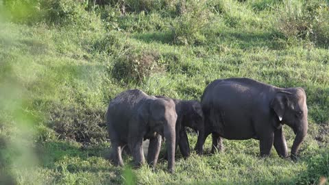 Huge Elephants walk in the field