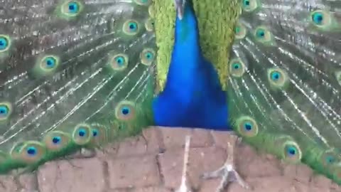 The Peafowl in Australia Wildlife Park