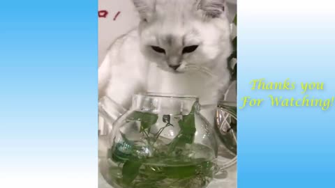 Dogs and Cats Funny videos