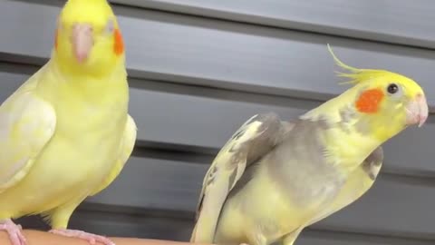 The owner of a pair of cockatiels raises them on his hand amid singing with a very beautiful voice