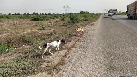 Dogs Cross a road of High way/Moterway side