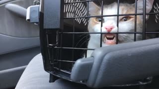 Kitty Wants to Get Out of Carrier