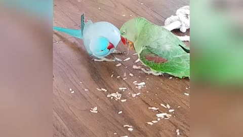Parrot Life