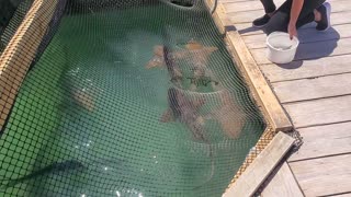 Feeding Nurse Sharks In The Keys