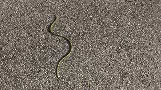 Helping Snake cross the road