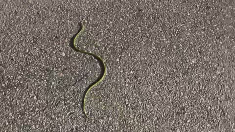Helping Snake cross the road