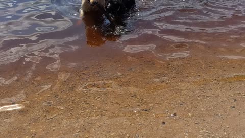 Up just helping his dad with a stick