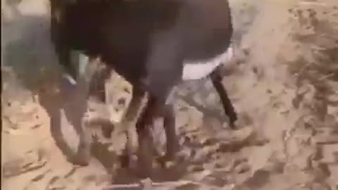 Best funny Donkey vs hyenaa