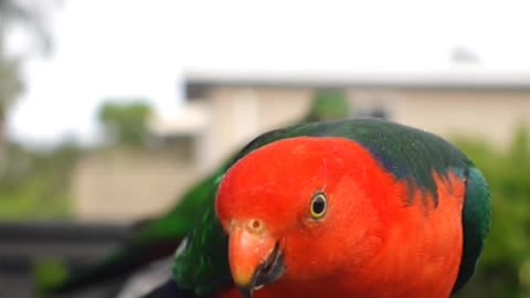 Beautiful Parrot ❤️|Red Parrot 😍|#shorts #youtubeshorts #parrot #birds #nature #beautiful #pets