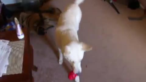 Koda getting a treat from his Kong