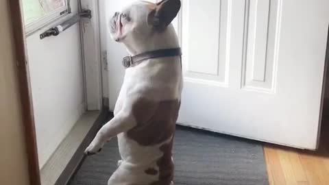 Bulldog Francés ve a un conejito fuera de su casa