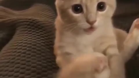 I can't control my tail , funny cute kitten