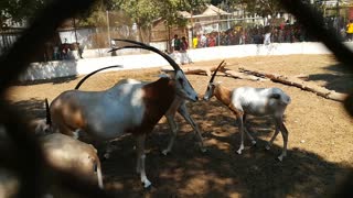 Happy Family Of African Horned Oryx