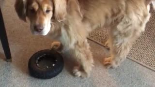 Labrador dog suddenly attacks owner on carpet