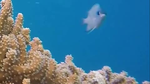 Beautiful coral and fish in the ocean