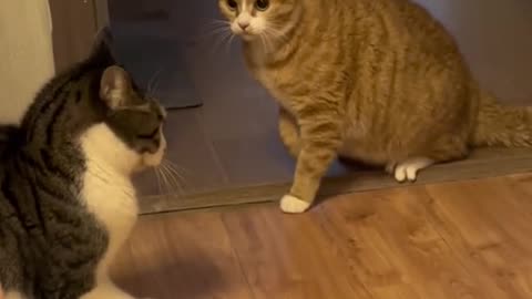 Cat funniest video 😺😂