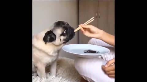 the dog is fed with chopsticks