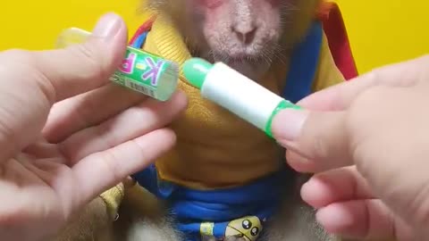 Monkey review candy and funny reaction