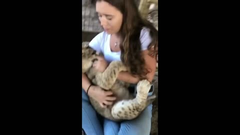 Cute Lion Babies Playing With Cute Girls Compilation