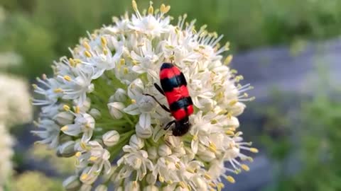 Shallow Focus of Insect on White Flower