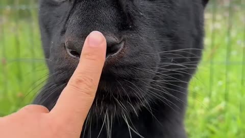 Panther unlocked😁