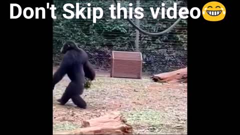 Funny Chimpanzee Moments 🐵😂 Funny Monkeys? No, Chimpanzees Are Not Monkeys 🐵😂 Videos Compilation