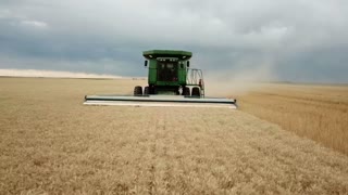 2019 Eastern CO Wheat Harvest
