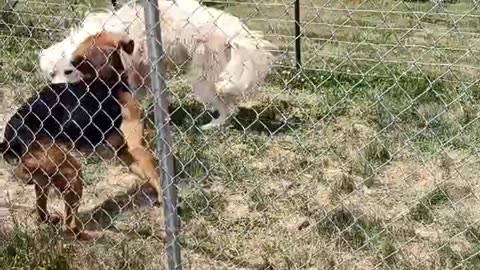 Playmates #homesteading #familyfarm #greatpyrenees