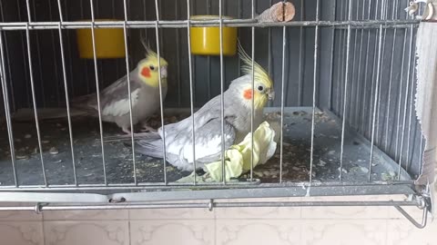 Very beautiful parrot cockatiel .best birds viral video