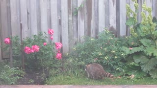 Raccoon visits my garden this morning. june 6th/2021