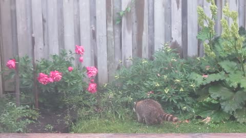 Raccoon visits my garden this morning. june 6th/2021