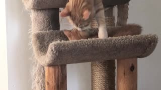 Kitten Vs Cat