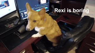 Corgi Working from Home