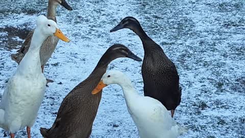 Runner ducks chatting in the snow