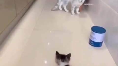 Kitten VS Big Cat