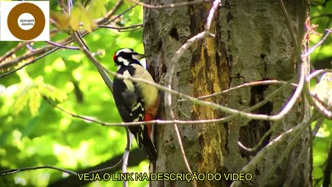 PÁSSAROS EXOTICOS/EXOTIC BIRDS