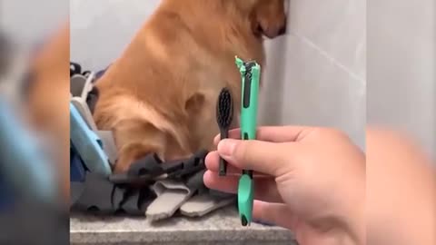 Dog funny video🤣🤣