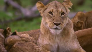 Lioness Grooming