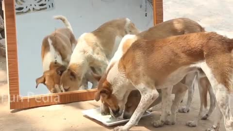 dog goat with mirror