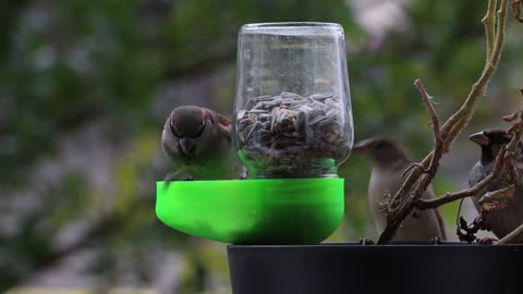 Bird feeder made of glass