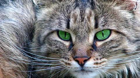 Maine Coon Cat, the giant.