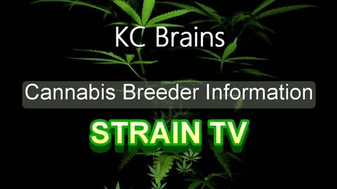 KC Brains - Cannabis Strain Series - STRAIN TV