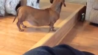 Big dog gets scared of little dog