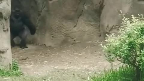 Funny Gorilla vs Animal 🤣Comedy 😂 Video || Whatsapp Status #shorts
