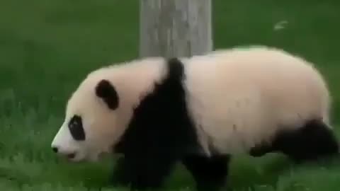 Funny pandas compliation videos #2