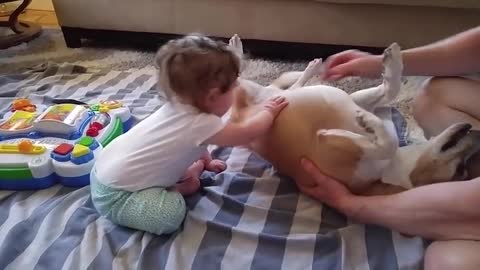 Cute Baby Playing With American Pugabull Dog